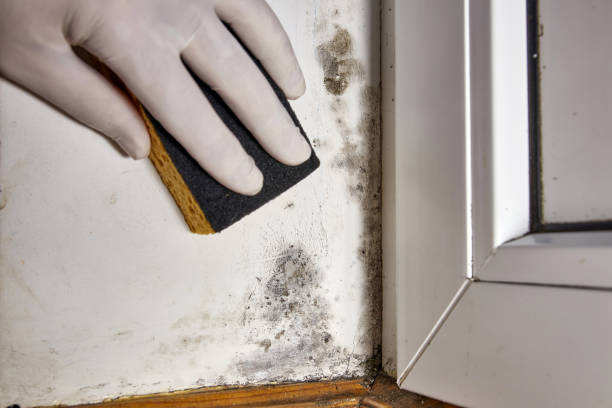 Best Mold Damage Restoration  in Valley Forge, TN
